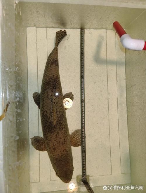 個牙魚圖片：個牙魚圖片嘎牙魚、橙腹牙魚如勾亞斯、潘塔那爾等品種