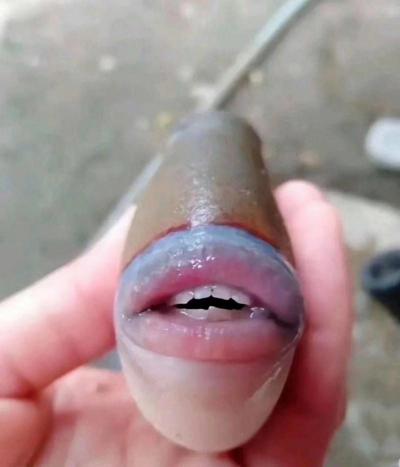個牙魚圖片：個牙魚圖片嘎牙魚、橙腹牙魚如勾亞斯、潘塔那爾等品種