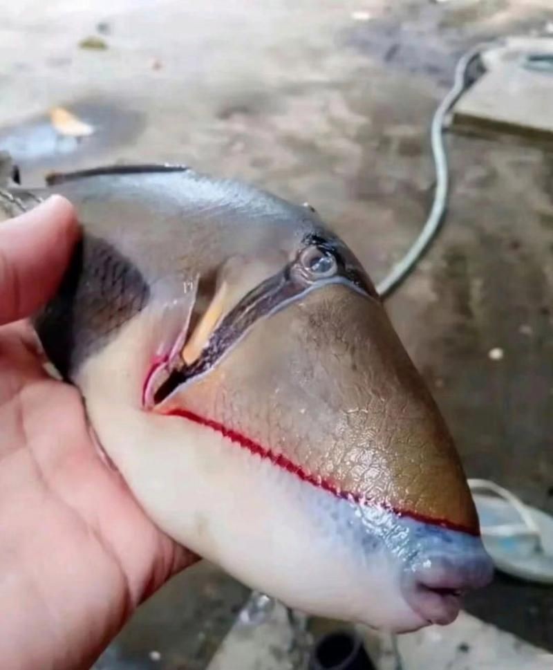 個牙魚圖片：個牙魚圖片嘎牙魚、橙腹牙魚如勾亞斯、潘塔那爾等品種