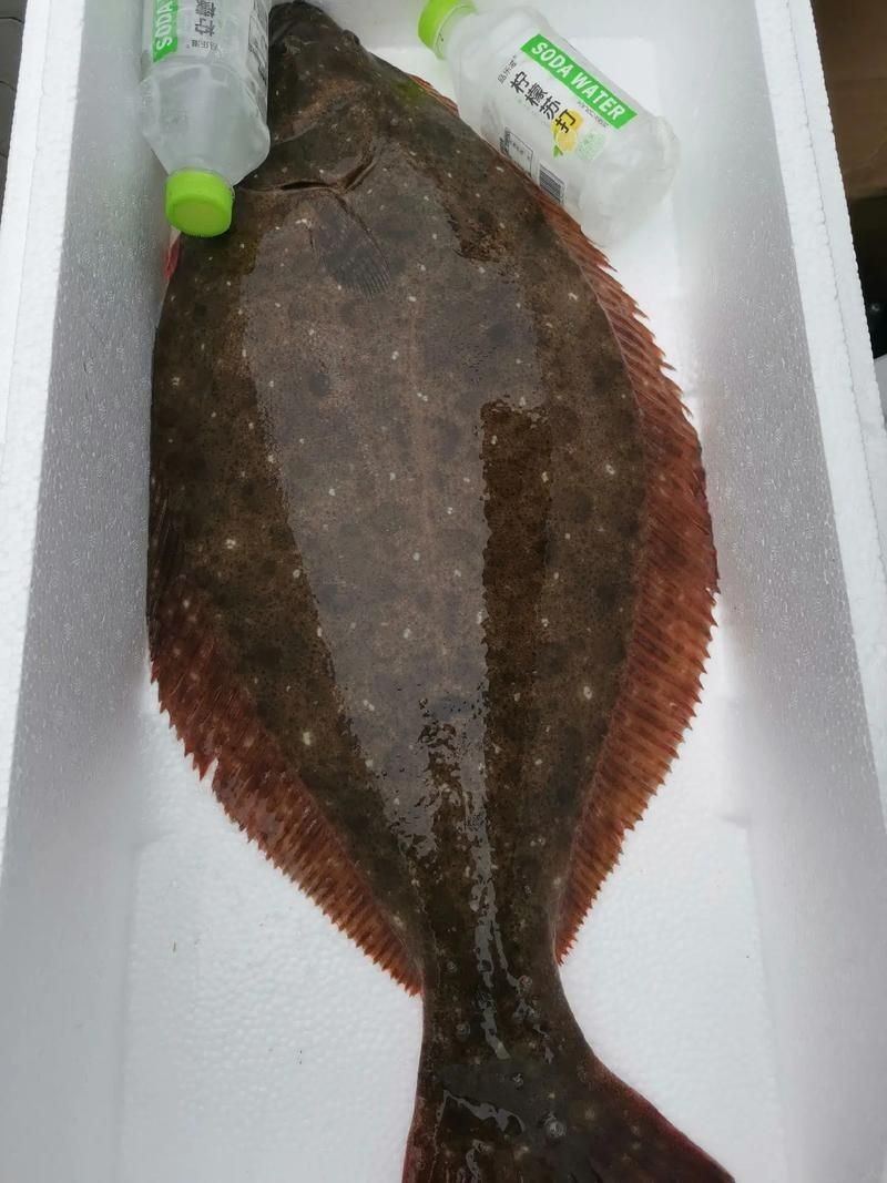 個牙魚圖片：個牙魚圖片嘎牙魚、橙腹牙魚如勾亞斯、潘塔那爾等品種
