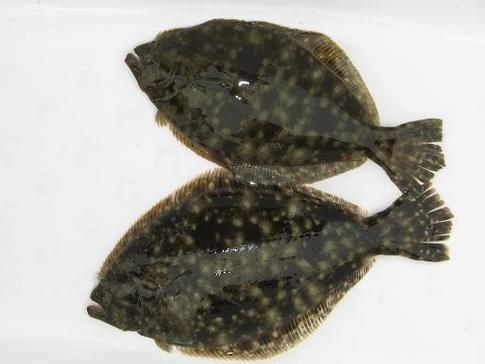 個牙魚圖片：個牙魚圖片嘎牙魚、橙腹牙魚如勾亞斯、潘塔那爾等品種