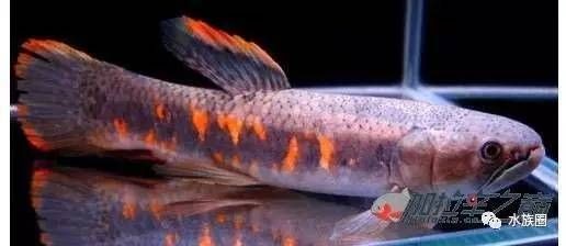 個牙魚圖片：個牙魚圖片嘎牙魚、橙腹牙魚如勾亞斯、潘塔那爾等品種