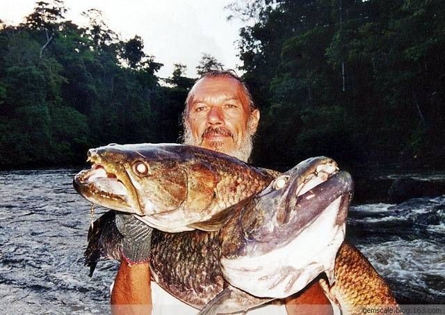 個牙魚圖片：個牙魚圖片嘎牙魚、橙腹牙魚如勾亞斯、潘塔那爾等品種