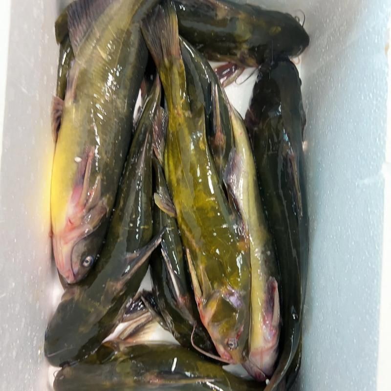 個牙魚圖片：個牙魚圖片嘎牙魚、橙腹牙魚如勾亞斯、潘塔那爾等品種