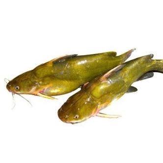 個牙魚圖片：個牙魚圖片嘎牙魚、橙腹牙魚如勾亞斯、潘塔那爾等品種