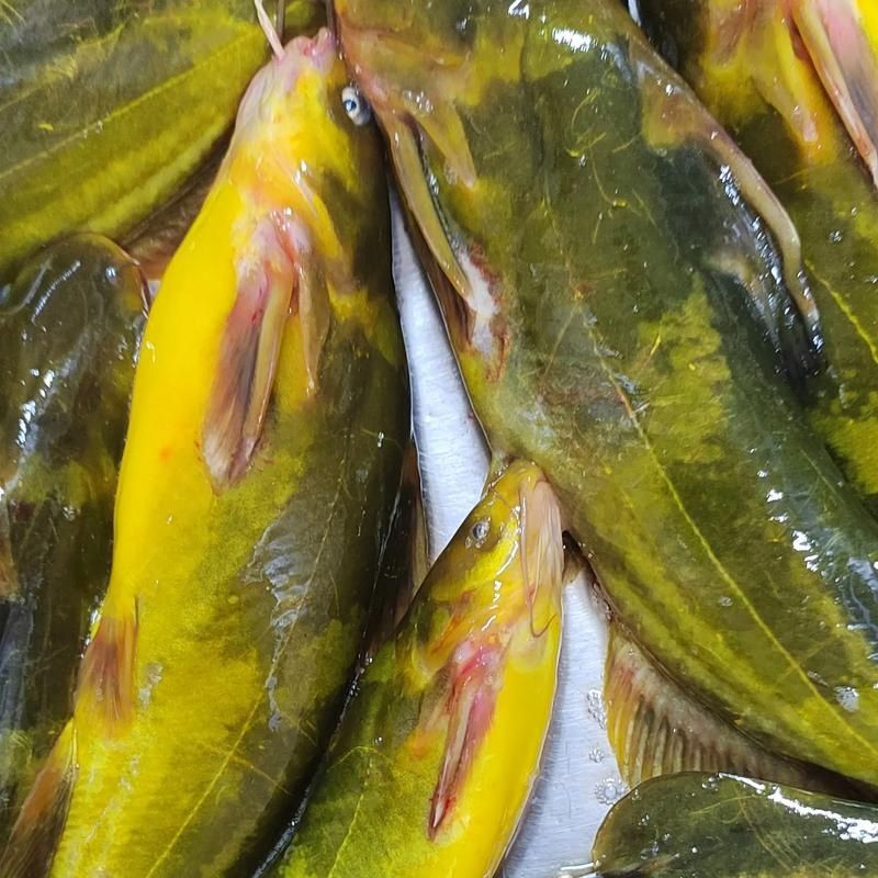 個牙魚圖片：個牙魚圖片嘎牙魚、橙腹牙魚如勾亞斯、潘塔那爾等品種