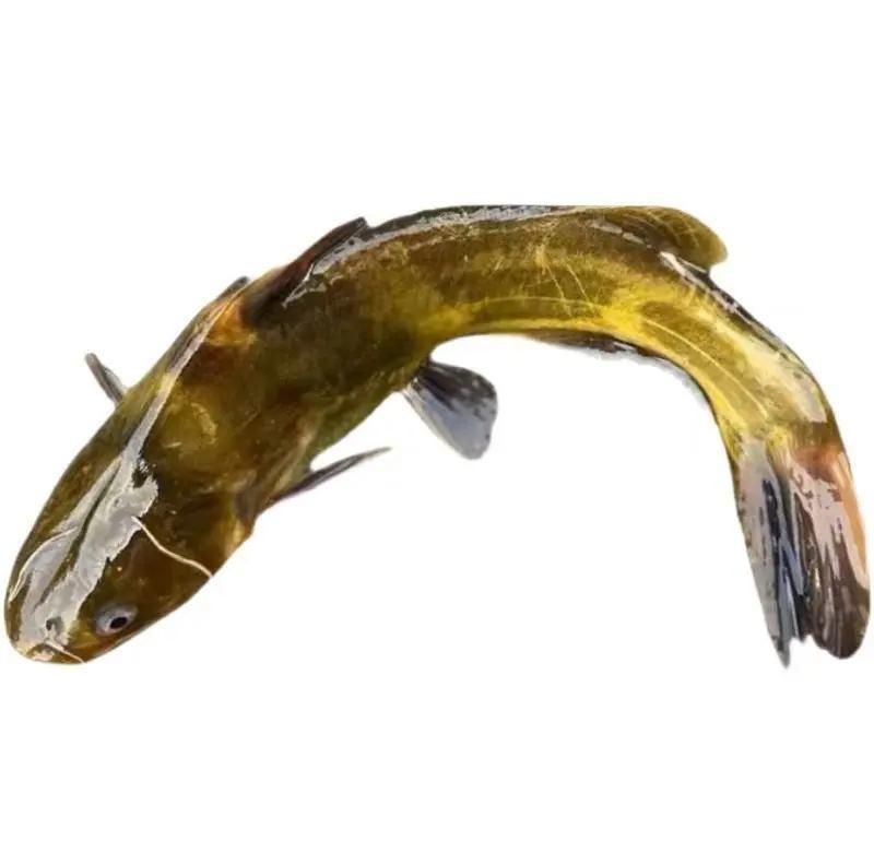 個牙魚圖片：個牙魚圖片嘎牙魚、橙腹牙魚如勾亞斯、潘塔那爾等品種