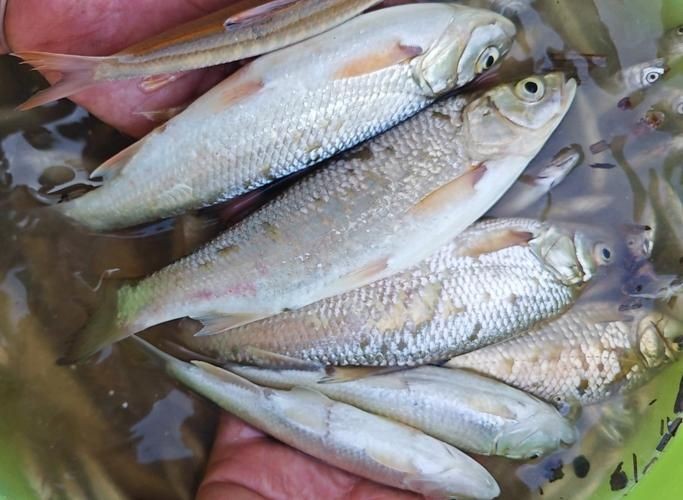 個牙魚圖片：個牙魚圖片嘎牙魚、橙腹牙魚如勾亞斯、潘塔那爾等品種