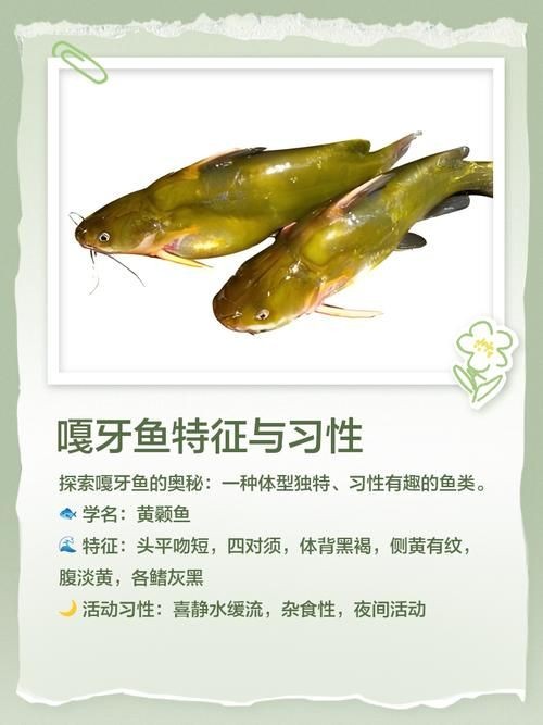 個牙魚圖片：個牙魚圖片嘎牙魚、橙腹牙魚如勾亞斯、潘塔那爾等品種
