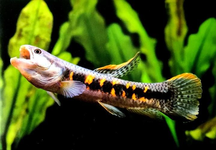 個牙魚圖片：個牙魚圖片嘎牙魚、橙腹牙魚如勾亞斯、潘塔那爾等品種