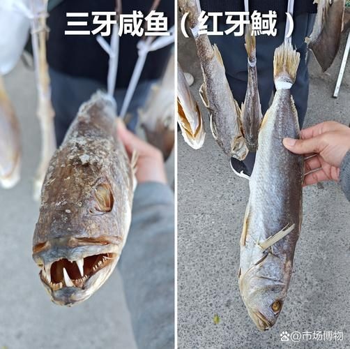 個牙魚圖片：個牙魚圖片嘎牙魚、橙腹牙魚如勾亞斯、潘塔那爾等品種