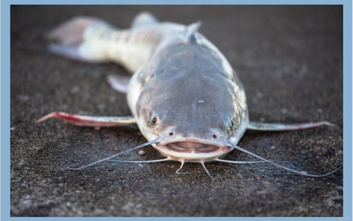 海鯰魚和鯰魚一樣臟嗎：“海鯰魚和鯰魚一樣臟嗎”