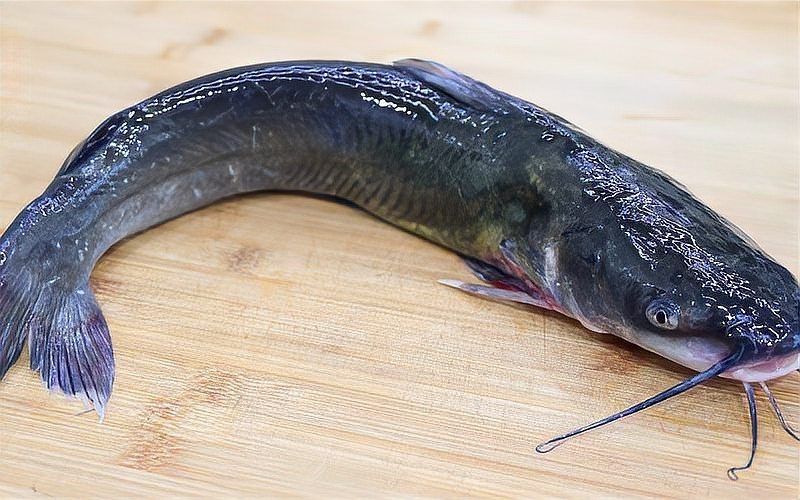 海鯰魚和鯰魚一樣臟嗎：“海鯰魚和鯰魚一樣臟嗎”