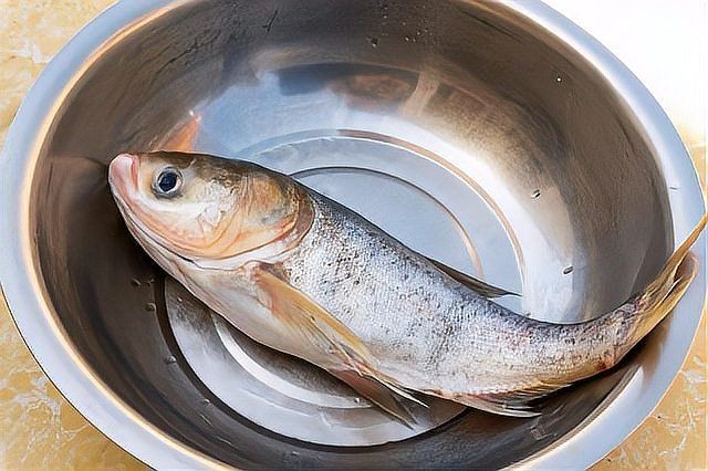 海鯰魚和鯰魚一樣臟嗎：“海鯰魚和鯰魚一樣臟嗎”