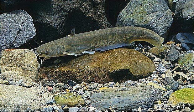 海鯰魚和鯰魚一樣臟嗎：“海鯰魚和鯰魚一樣臟嗎”