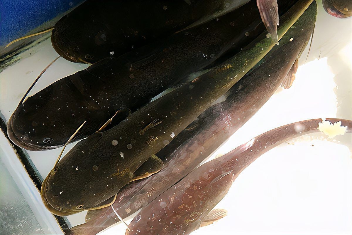 海鯰魚和鯰魚一樣臟嗎：“海鯰魚和鯰魚一樣臟嗎”