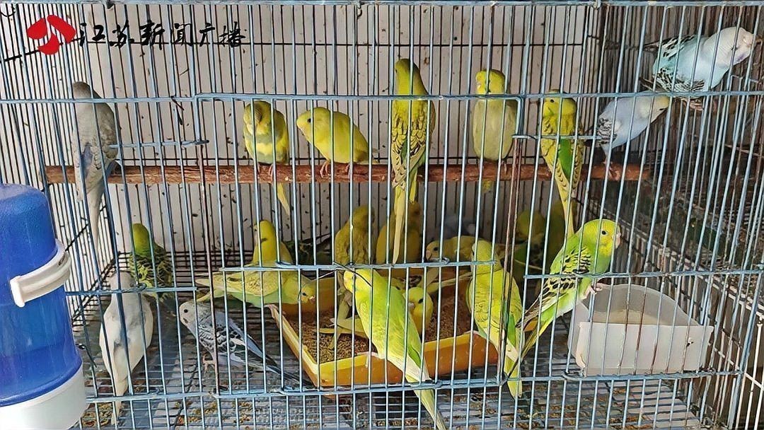 金剛鸚鵡私人可以養嗎：養金剛鸚鵡合法嗎