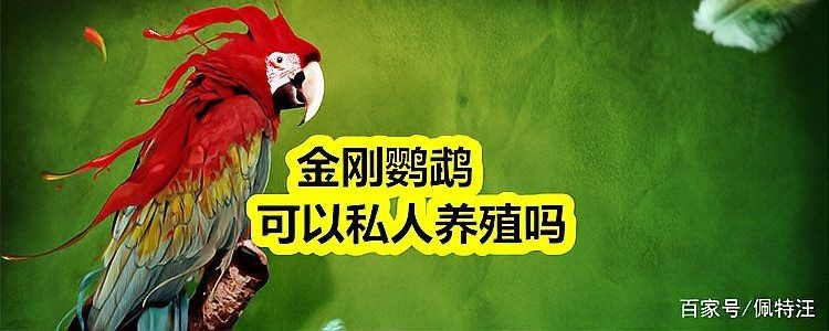 金剛鸚鵡私人可以養嗎：養金剛鸚鵡合法嗎