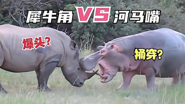 河馬能打過犀牛嗎：河馬與犀牛誰更厲害河馬與犀牛誰更厲害