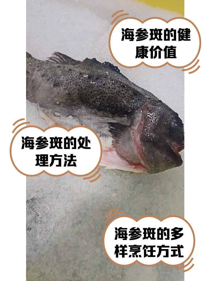 海參斑魚為什么不建議吃：海參斑魚的食用安全性存在爭議，專家建議謹慎食用海參斑魚