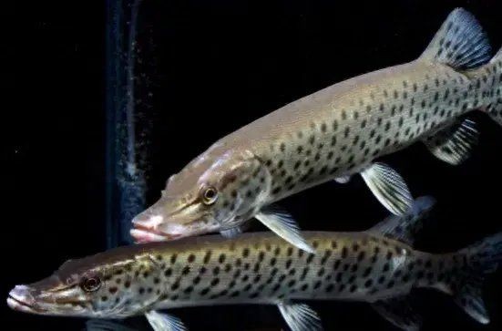 狗魚vs鳡魚：狗魚與鳡魚形態特征對比分析，狗魚與鳡魚形態特征對比