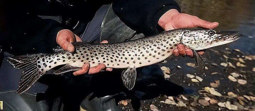 狗魚vs鳡魚：狗魚與鳡魚形態特征對比分析，狗魚與鳡魚形態特征對比