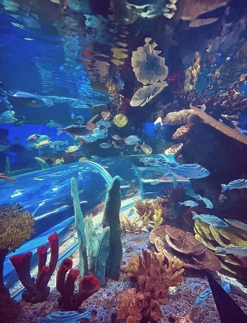 德州水族館：德州水族館游玩攻略