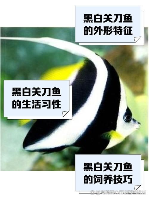 關(guān)刀魚圖片：不同種類關(guān)刀魚介紹