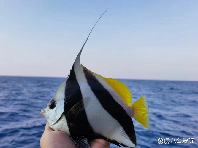 關(guān)刀魚圖片：不同種類關(guān)刀魚介紹