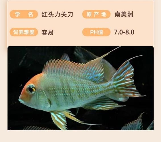 關(guān)刀魚圖片：不同種類關(guān)刀魚介紹