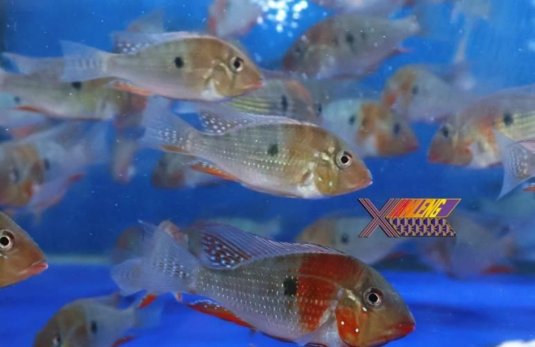 關(guān)刀魚圖片：不同種類關(guān)刀魚介紹