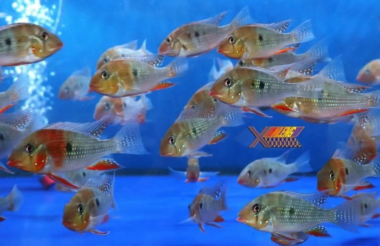 關(guān)刀魚圖片：不同種類關(guān)刀魚介紹