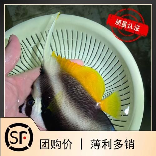 關(guān)刀魚圖片：不同種類關(guān)刀魚介紹