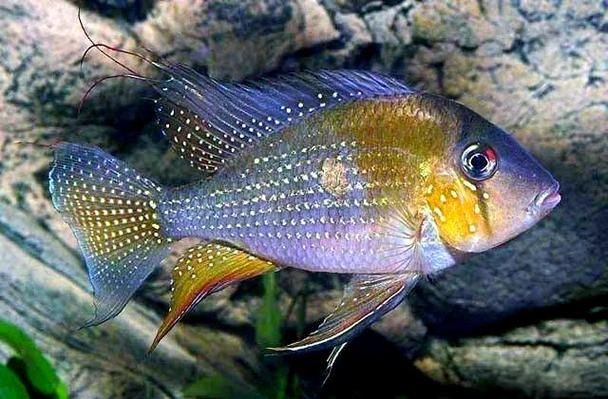 關(guān)刀魚圖片：不同種類關(guān)刀魚介紹