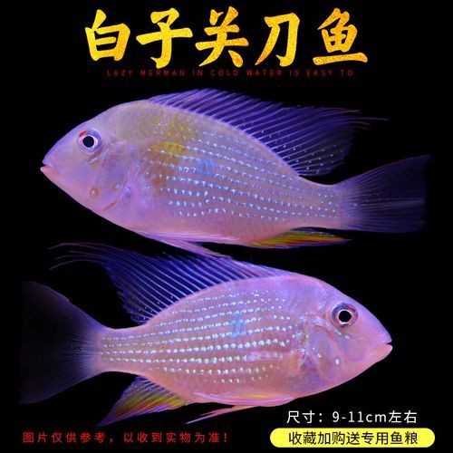 關(guān)刀魚圖片：不同種類關(guān)刀魚介紹