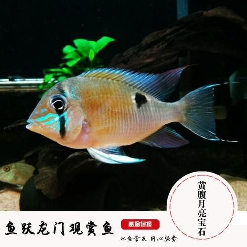 關(guān)刀魚圖片：不同種類關(guān)刀魚介紹