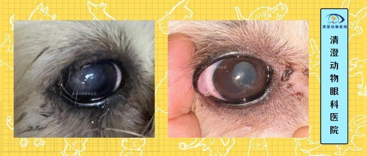 狗頭魚眼晴白了,睜不開,嘴巴張開,狀：狗頭魚眼睛發白、睜不開、嘴巴張開是怎么回事