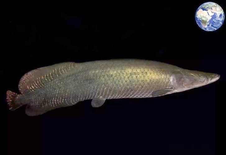 巨骨海象魚和巨骨舌魚圖片：亞馬遜之十——巨骨舌魚