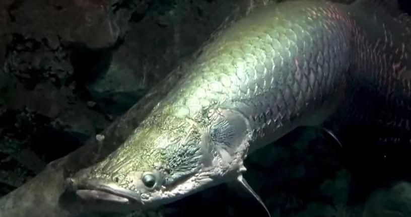 巨骨海象魚和巨骨舌魚圖片：亞馬遜之十——巨骨舌魚