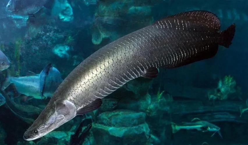 巨骨海象魚和巨骨舌魚圖片：亞馬遜之十——巨骨舌魚