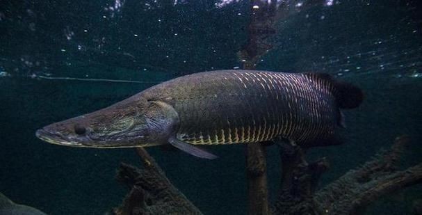 巨骨海象魚和巨骨舌魚圖片：亞馬遜之十——巨骨舌魚