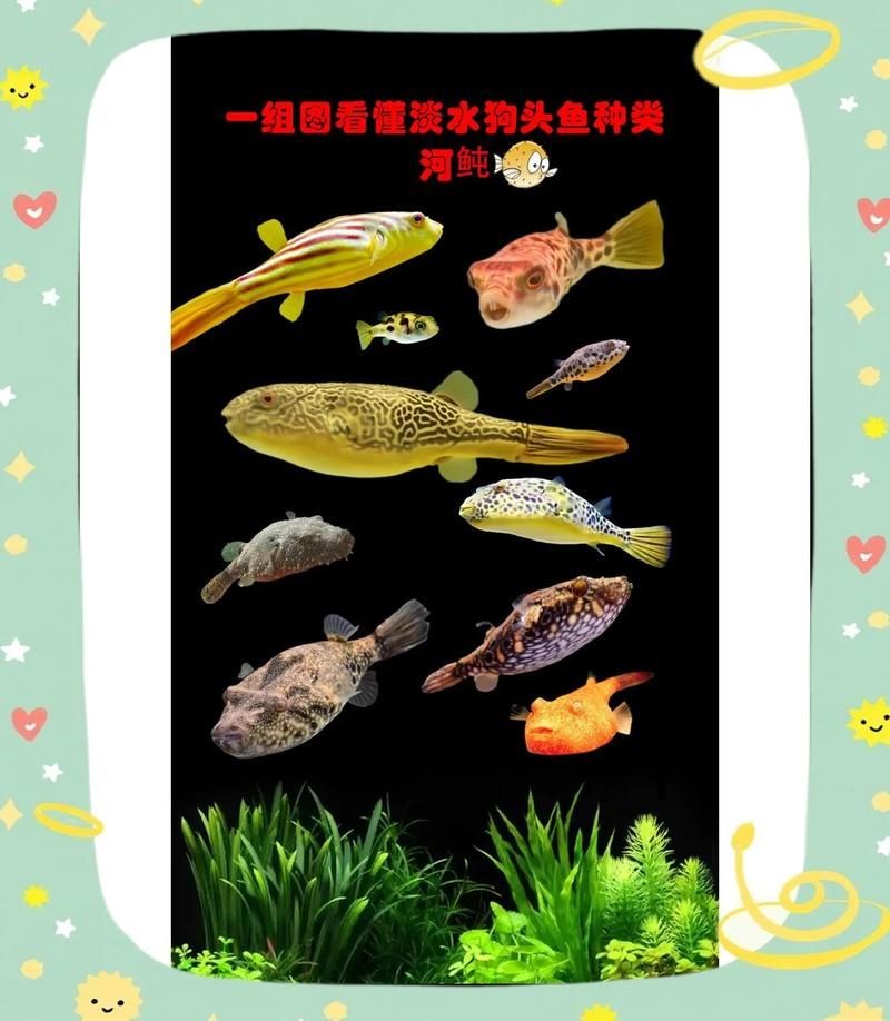 狗頭魚品種一覽表：狗頭魚種類大全 狗頭魚品種一覽表：狗頭魚種類大全 龍魚論壇 第6張