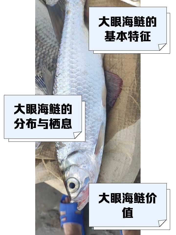 海鰱和翹嘴為什么很像：如何區分海鰱和翹嘴魚？