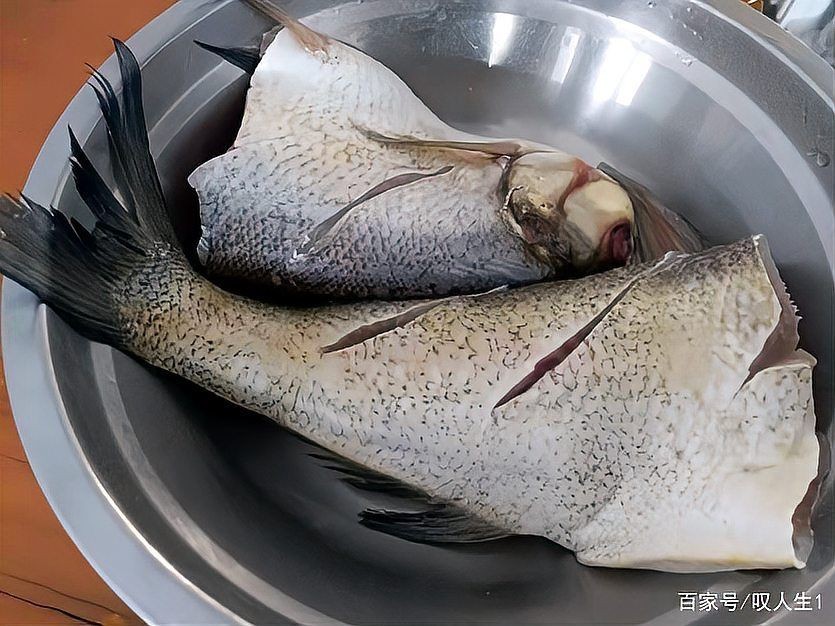 海鰱和翹嘴為什么很像：如何區分海鰱和翹嘴魚？