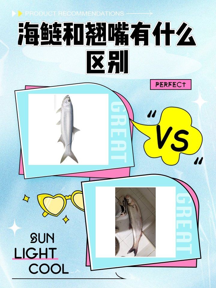 海鰱和翹嘴為什么很像：如何區分海鰱和翹嘴魚？