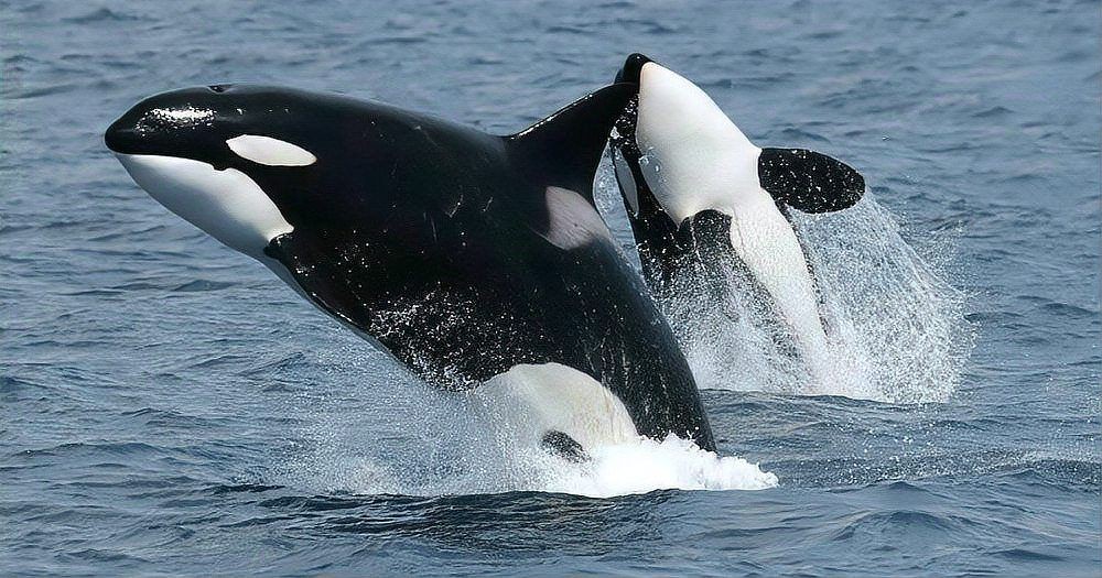 海豹吃人還是海獅吃人：關(guān)于海豹和海獅吃人的問題