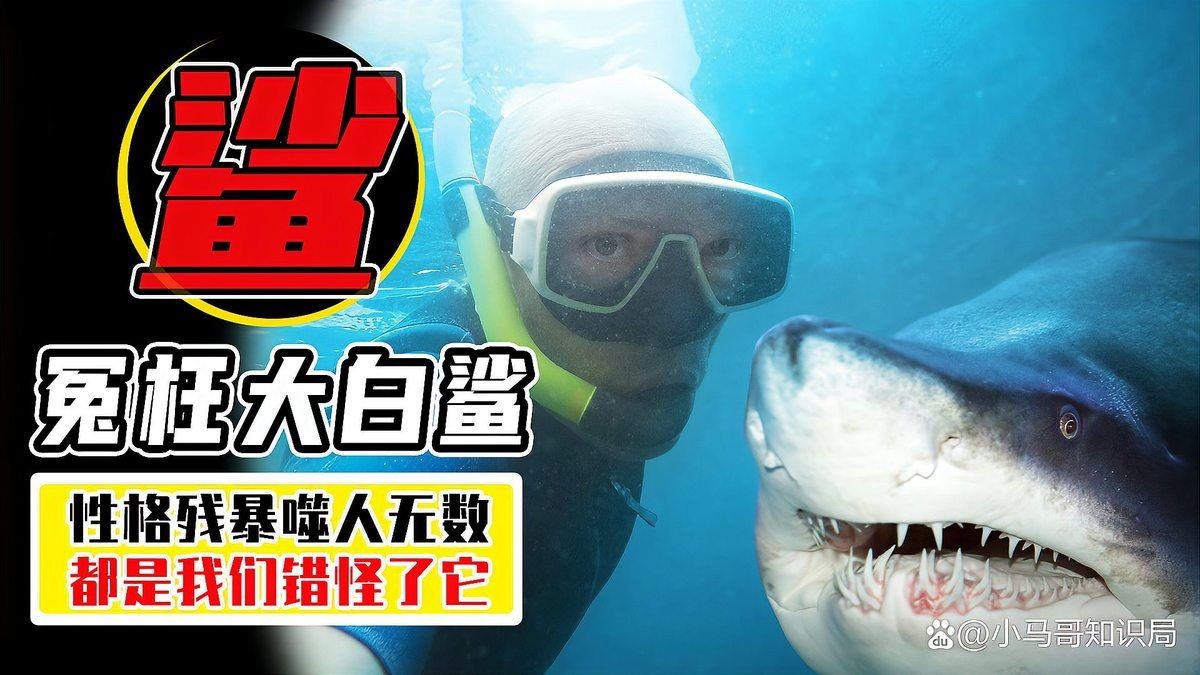 海豹吃人還是海獅吃人：關(guān)于海豹和海獅吃人的問題