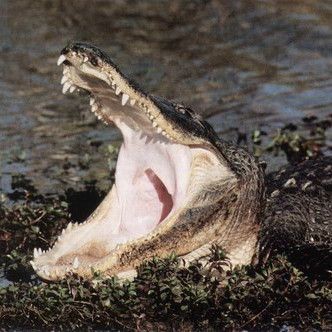 海豹吃人還是海獅吃人：關(guān)于海豹和海獅吃人的問題