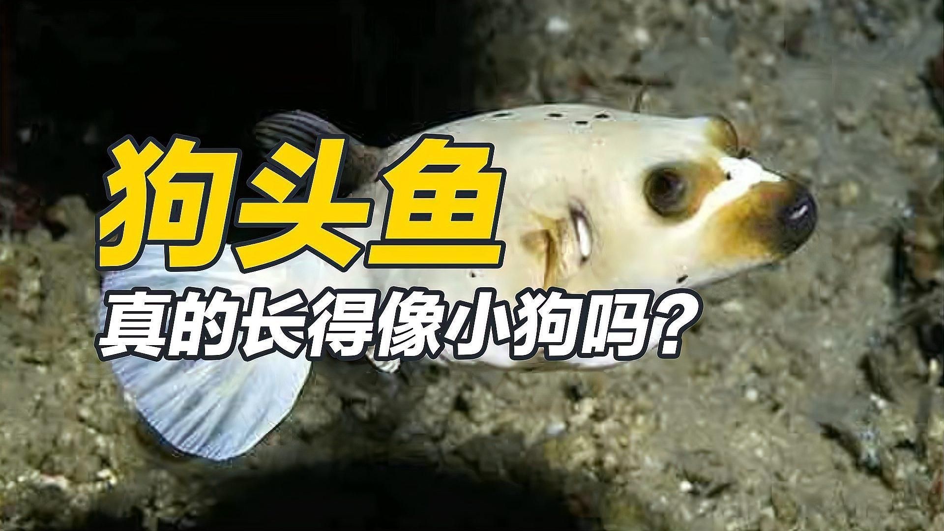 狗頭魚有哪些品種：常見狗頭魚品種介紹