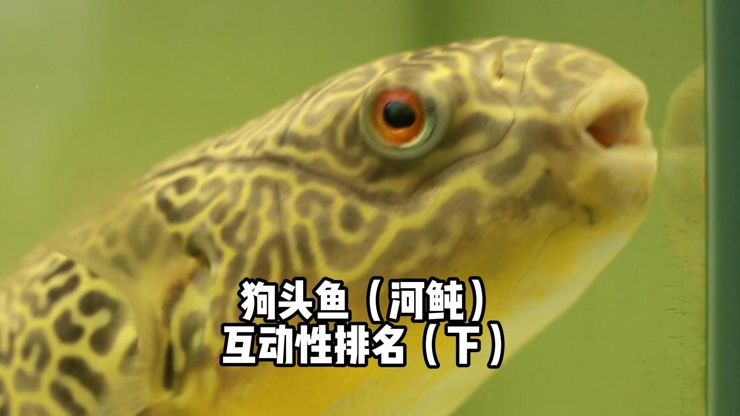 狗頭魚有哪些品種：常見狗頭魚品種介紹